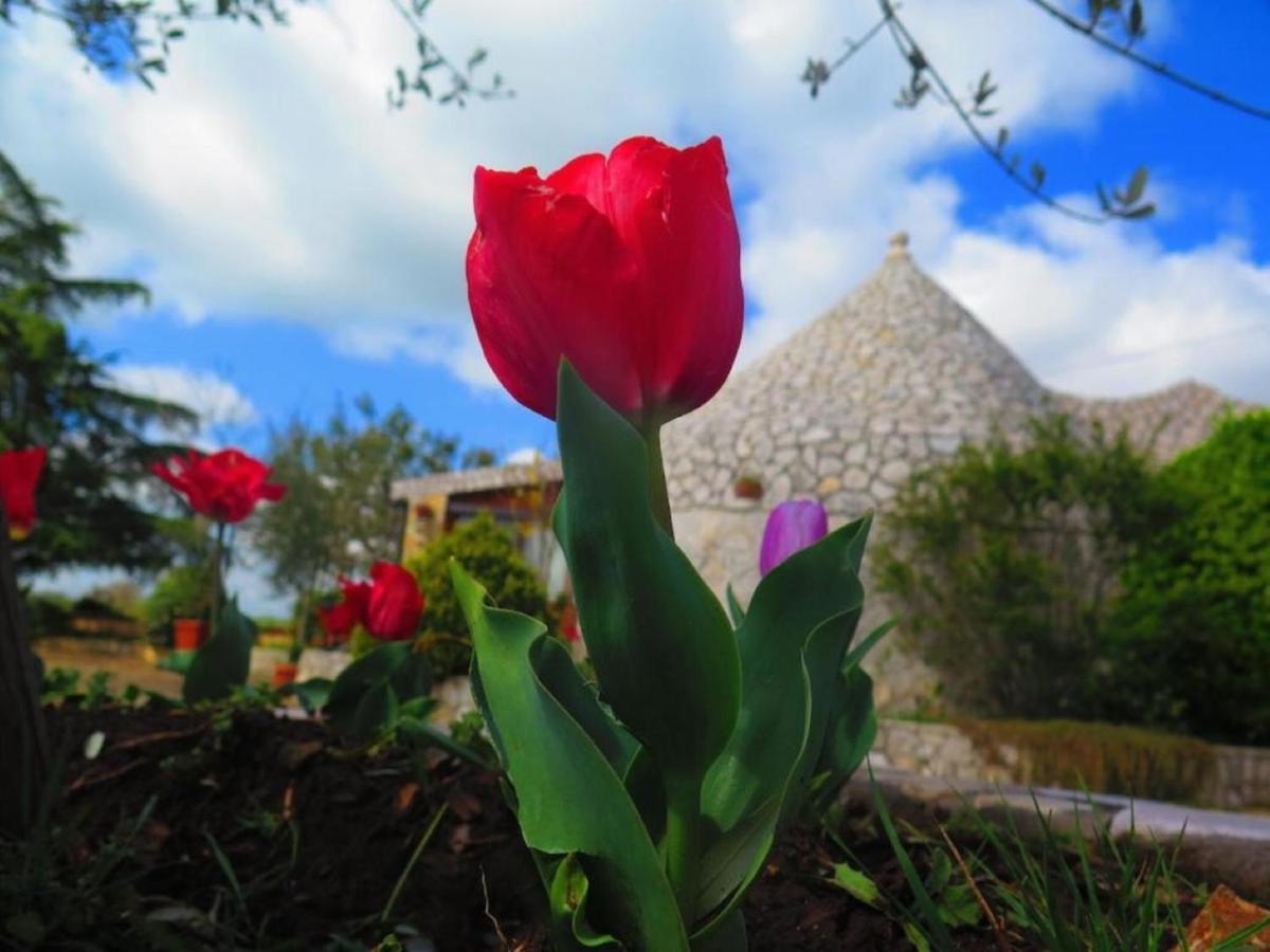 Bed & Breakfast Mandorla Amara Gioia Del Colle